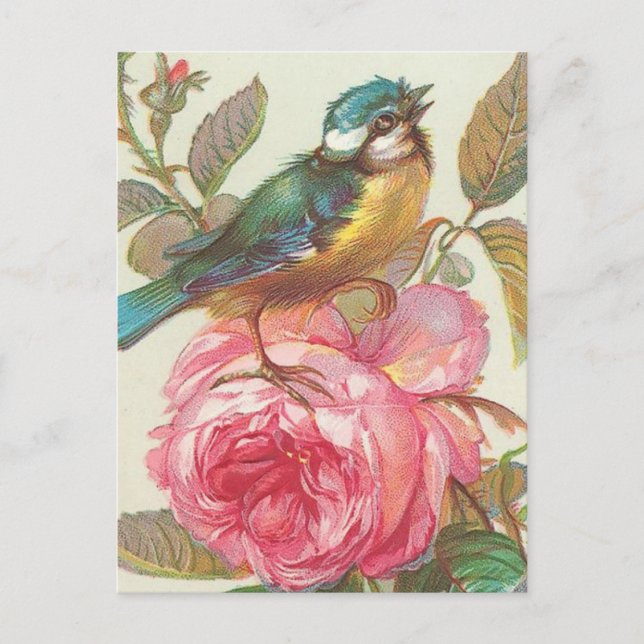 Vintage bird Postcard (Front)