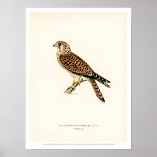 Vintage Bird Poster - Common Kestrel Falcon