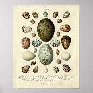 Vintage Bird Print #37 Eggs #1