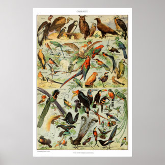 Vintage Bird Print French Bird Poster
