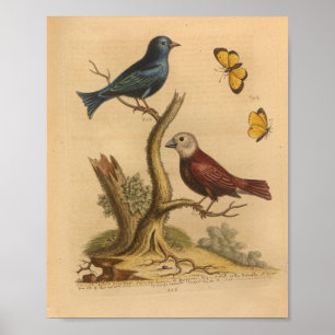 Vintage Bird Red Blue Butterflies Print