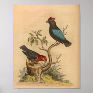 Vintage Bird Red Blue Print
