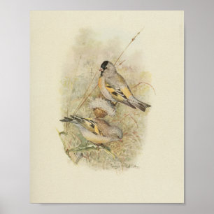 Vintage Bird Yellow Black Brown Print