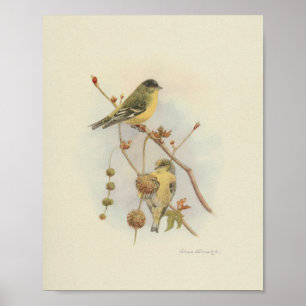 Vintage Bird Yellow Brown Print