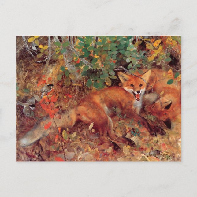 Vintage Bird Yellow Bruno Liljefors Foxes Postcard (Front)