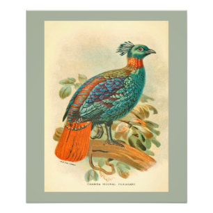 Vintage Birds Colourful Pheasant Illustration Photo Print