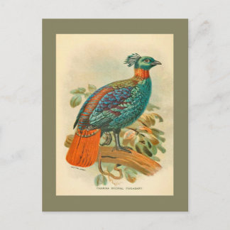 Vintage Birds Colourful Pheasant Illustration Postcard