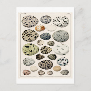 VINTAGE BIRDS EGGS CHART BY OKEN ON POSTCARD