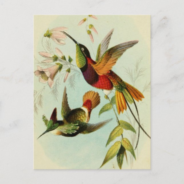 Vintage Birds Illustration Postcard (Front)