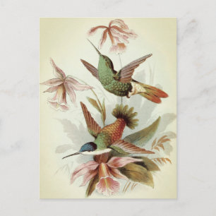 Vintage Birds Illustration Postcard