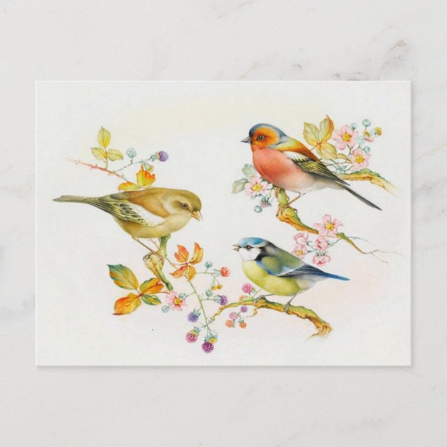 Vintage Birds Illustration Postcard (Front)