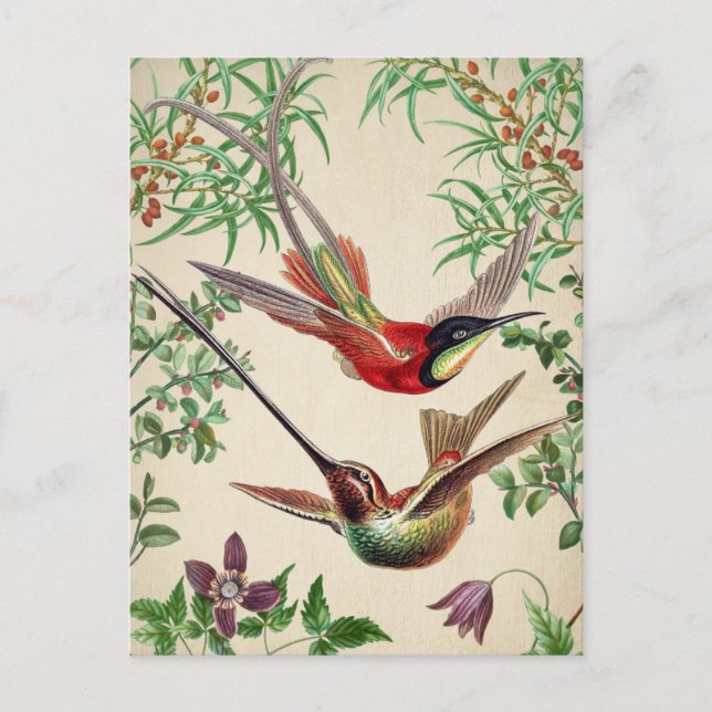 Vintage Birds Illustration  Postcard (Front)