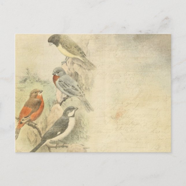 Vintage Birds In Tree Background Postcard (Front)