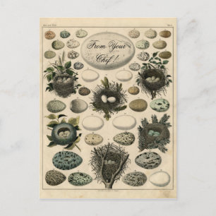 Vintage Birds Nests Egg illustration -Post Card