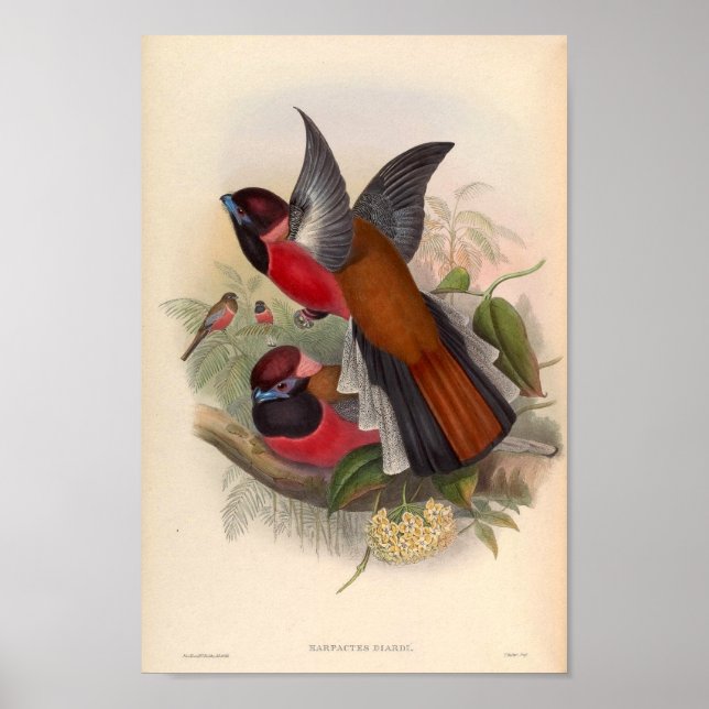 Vintage Birds Of Asia Harpactes Diardi Poster (Front)
