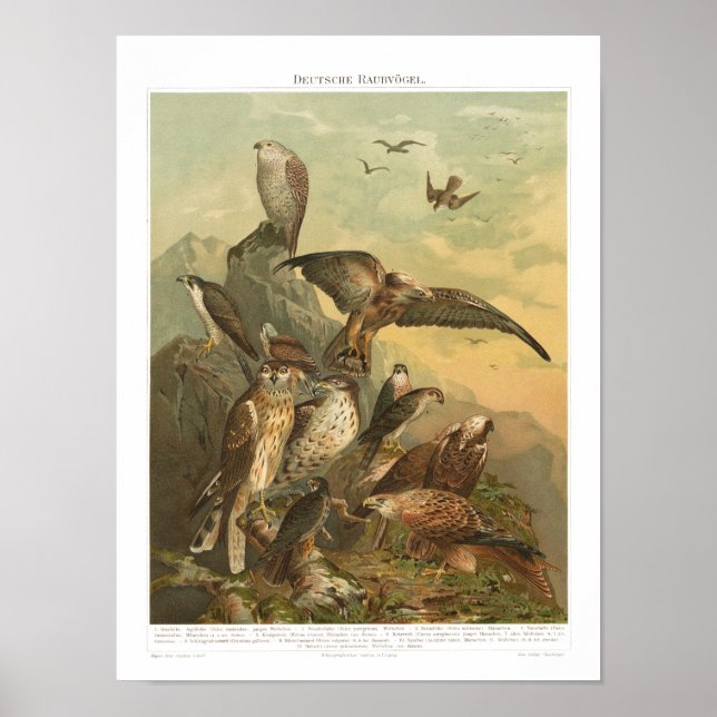 Vintage Birds of Prey Print Poster (Front)