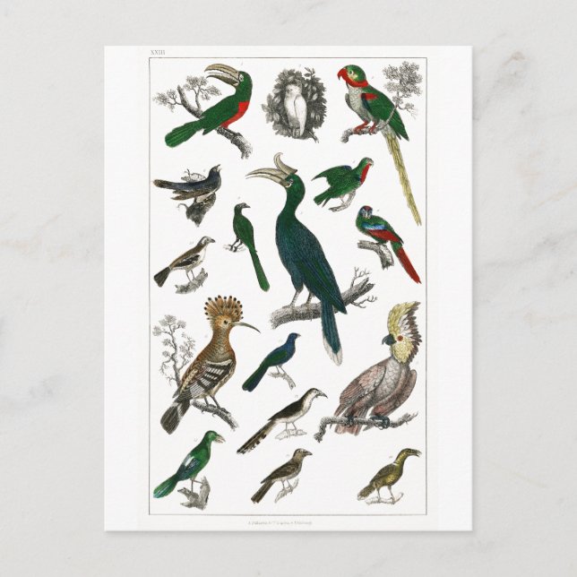 Vintage Birds Old Illustration Art Animals Postcard (Front)