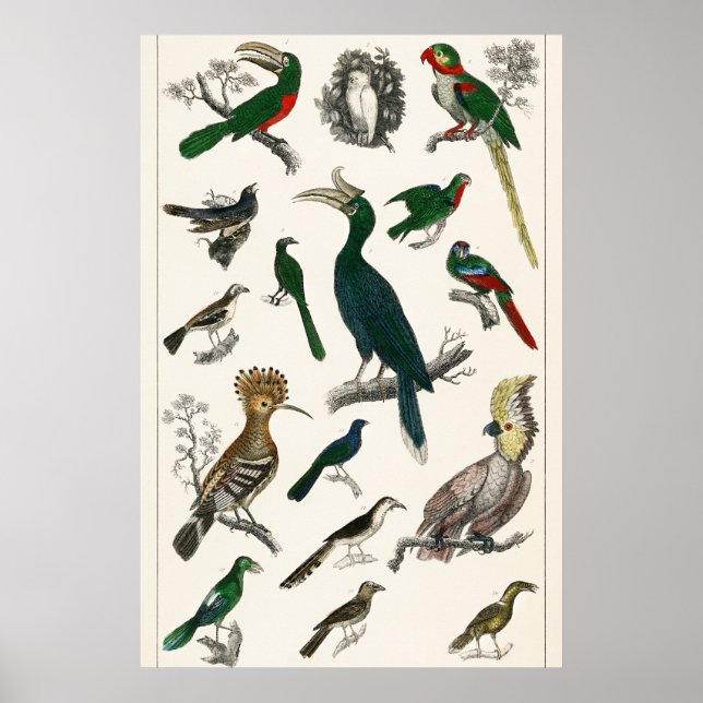 Vintage Birds Old Illustration Art Animals Poster (Front)