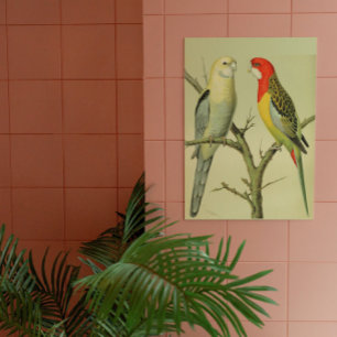 Vintage Birds - ROSELLA PARAKEETS Poster