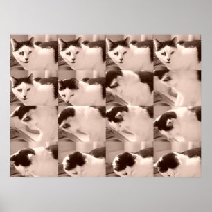 Vintage Black and White Cat Photo Poster