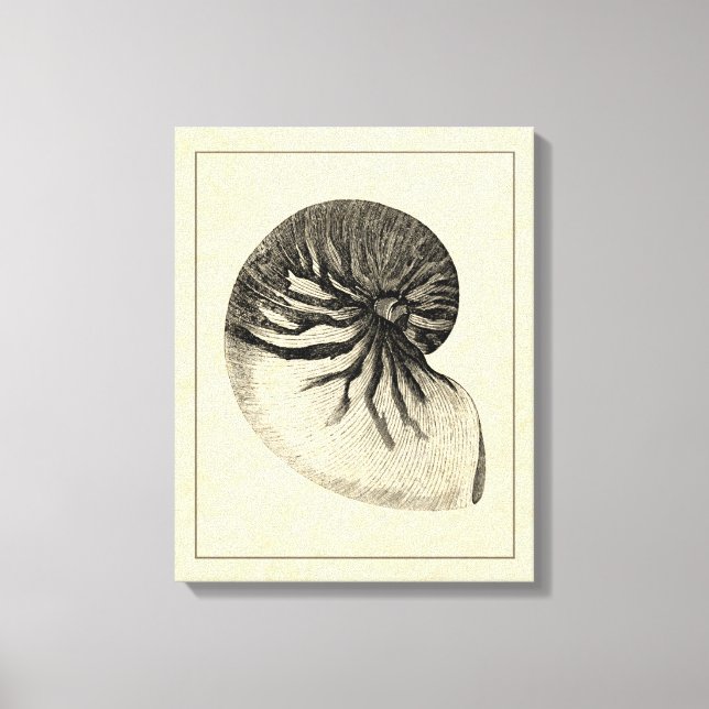 Vintage Black and White Conch Shell Canvas Print (Front)