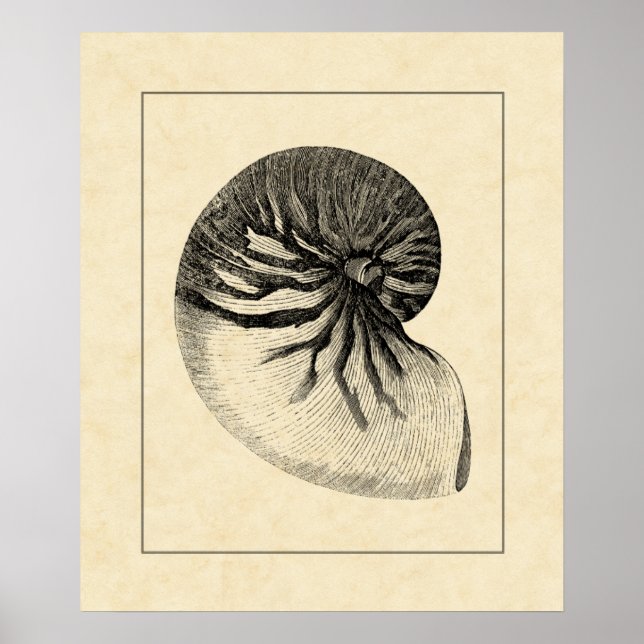 Vintage Black and White Conch Shell Poster (Front)