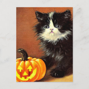 Vintage Black and White Halloween Kitten Holiday Postcard