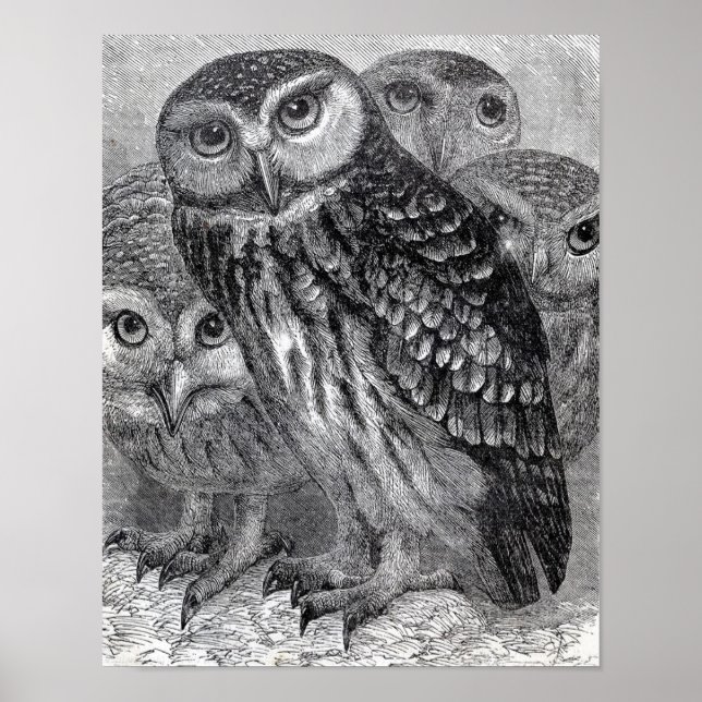 Vintage Black and White Owl Poster (Front)