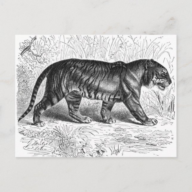 Vintage Black and White Tiger Drawing Postcard (Front)