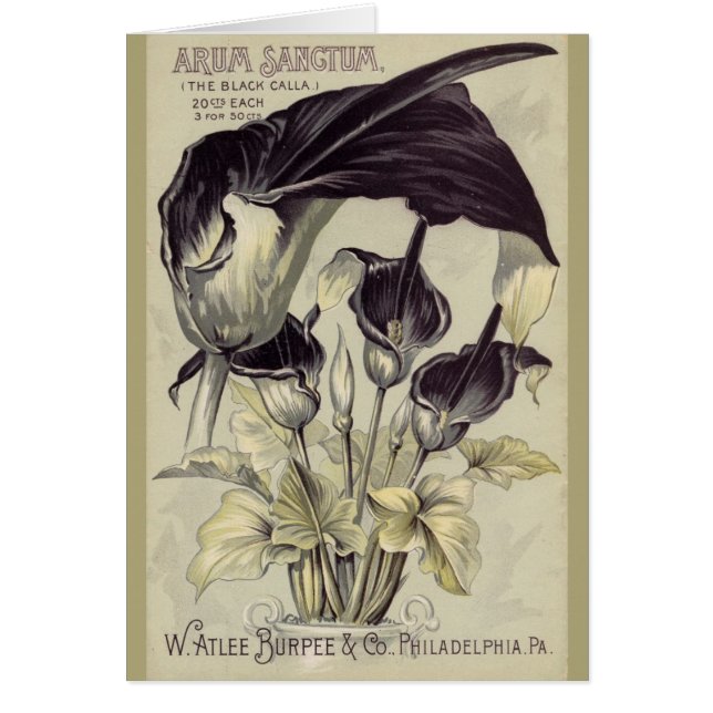Vintage Black Calla Lillies (Front)