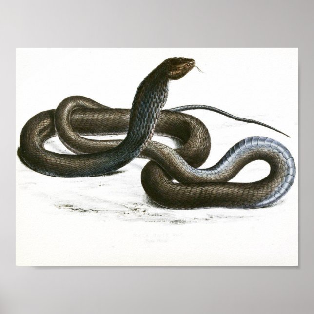 Vintage Black King Cobra Art Poster (Front)