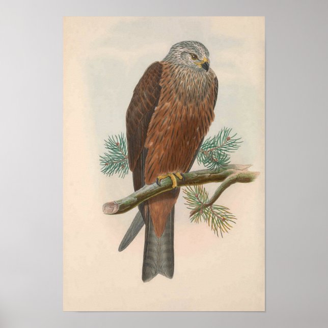 Vintage Black kite Bird Poster (Front)