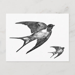 Vintage Black Swallow Design Postcard