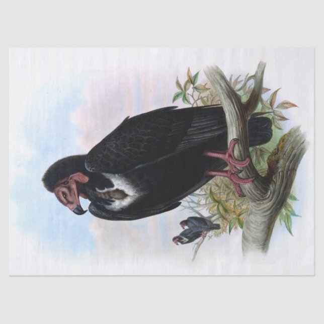 Vintage Black Vulture Bird Decoupage Tissue Paper (Front)