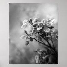 Vintage black & white barberry leaves nature photo
