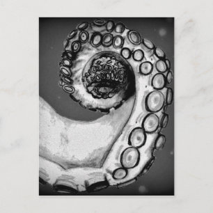 Vintage Black & White Nautical Octopus Tentacle Postcard