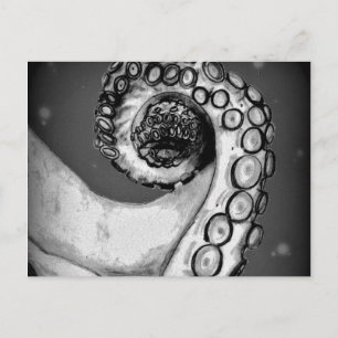 Vintage Black & White Nautical Octopus Tentacle Postcard