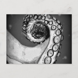 Vintage Black & White Nautical Octopus Tentacle Postcard