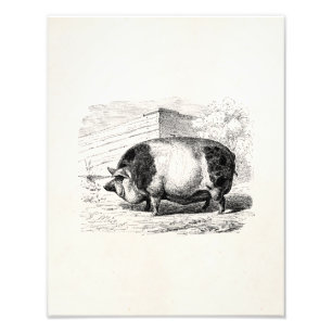 Vintage Black White Spotted Pig Swine Pigs Antique Photo Print