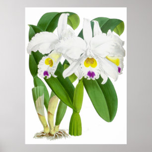 Vintage blanc orchidée - Poster