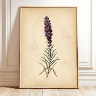 Vintage Blazing Star Flower Wall Art