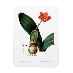 VINTAGE BLOOD LILY PRINT FLEXIBLE PHOTO MAGNET