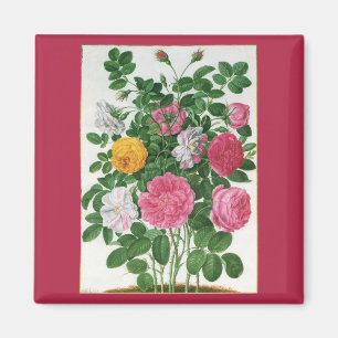Vintage Blooming Flowers, Spring Garden Roses Magnet