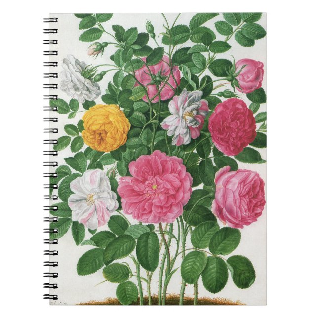Vintage Blooming Flowers, Spring Garden Roses Notebook (Front)