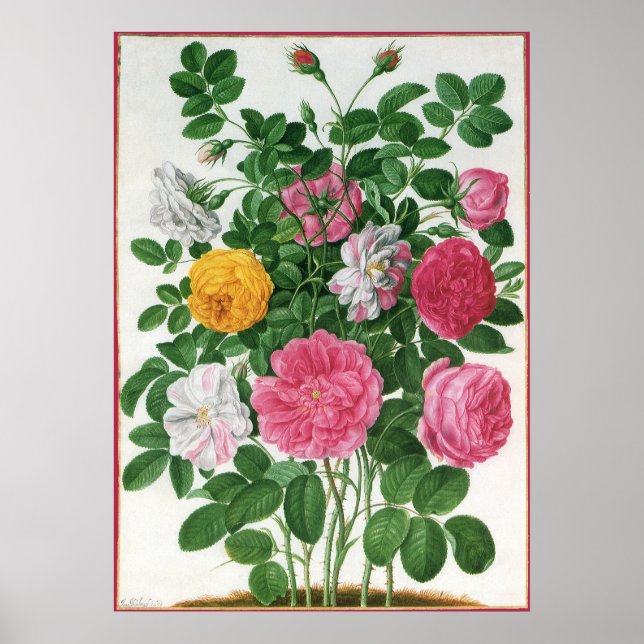Vintage Blooming Flowers, Spring Garden Roses Poster (Front)
