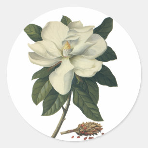 Vintage Blooming White Magnolia Blossom Flowers Classic Round Sticker