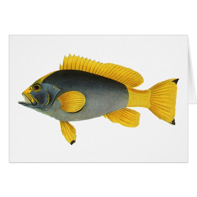 Vintage Blue and Yellow Grouper Fish, Marine Life (Front Horizontal)
