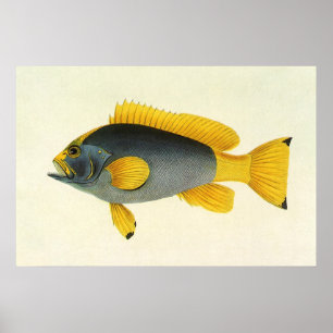 Vintage Blue and Yellow Grouper Fish, Marine Life Poster