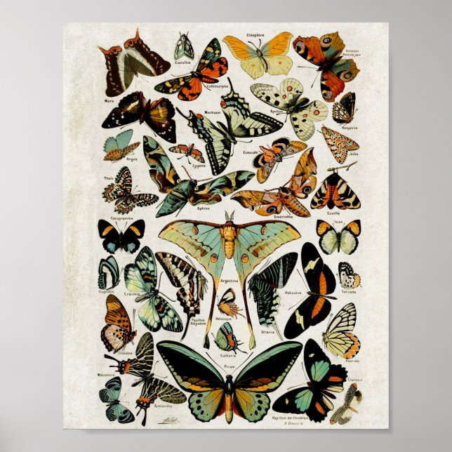 Vintage Blue Butterflies Wall Art (Front)