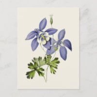 Vintage Blue Columbine Flower Illustration